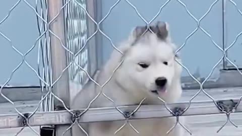 Funny Cat videos