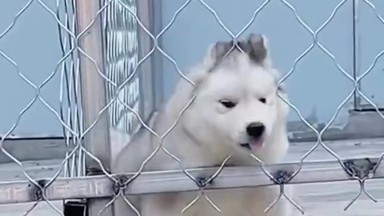 Funny Cat videos
