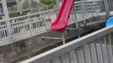 Funny animals videos 😭😭 best pig 2023