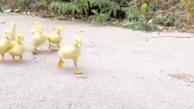 The dog brother brought a group of duck brothers