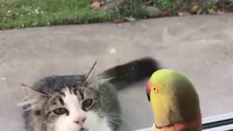 Parrot Playing Prank With Cat #shorts #viral #shortsvideo #video