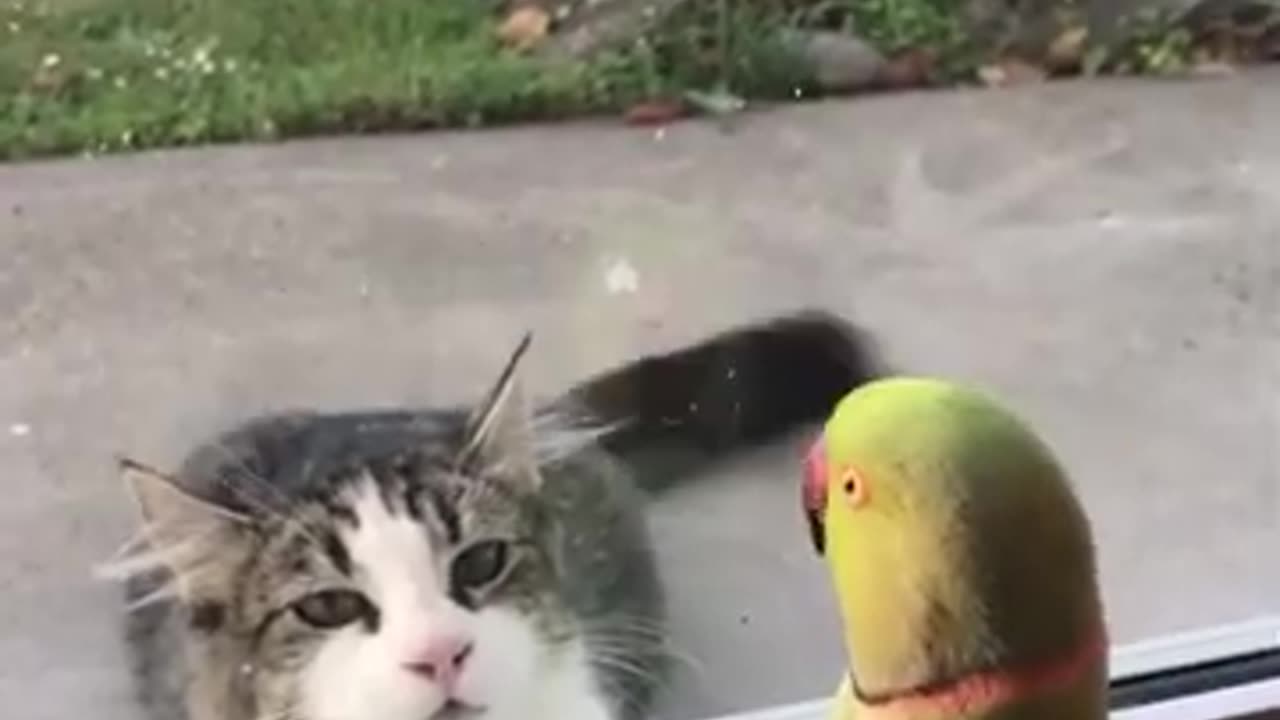 Parrot Playing Prank With Cat #shorts #viral #shortsvideo #video