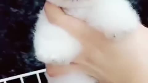 Cute puppy