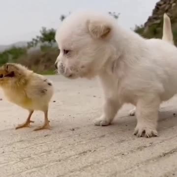 Cute baby animals Videos Compilation cute moment of the animals - Cutest Animals On Earth