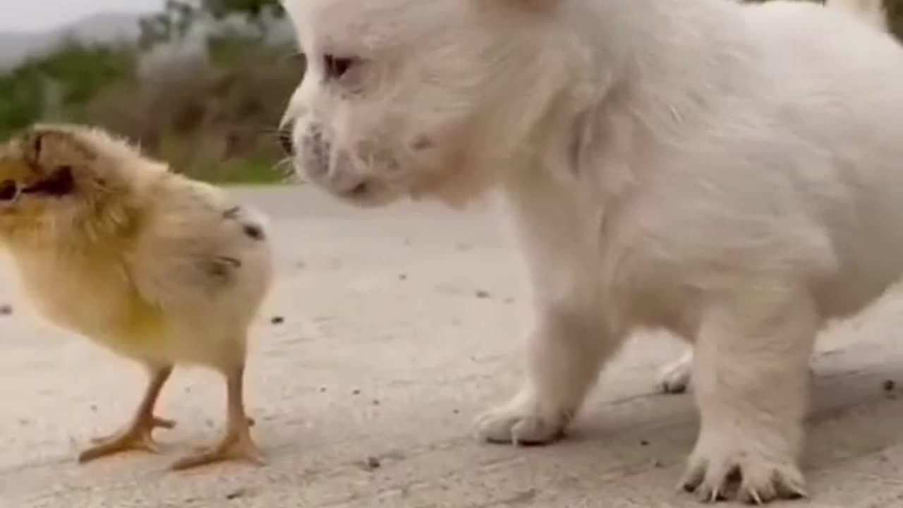 Cute baby animals Videos Compilation cute moment of the animals - Cutest Animals On Earth