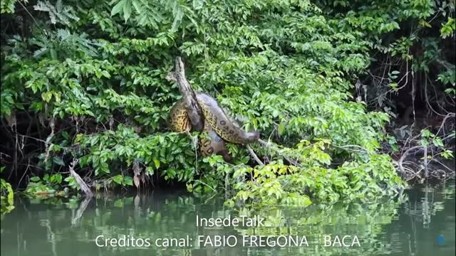 SNAKE SUCURI BRAZILIAN ''ANACONDA''