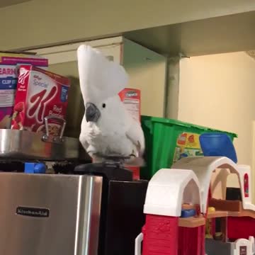 Cacatúa debe bailar cada vez que oye un sonido