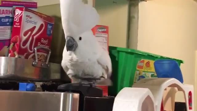 CacatĂșa debe bailar cada vez que oye un sonido
