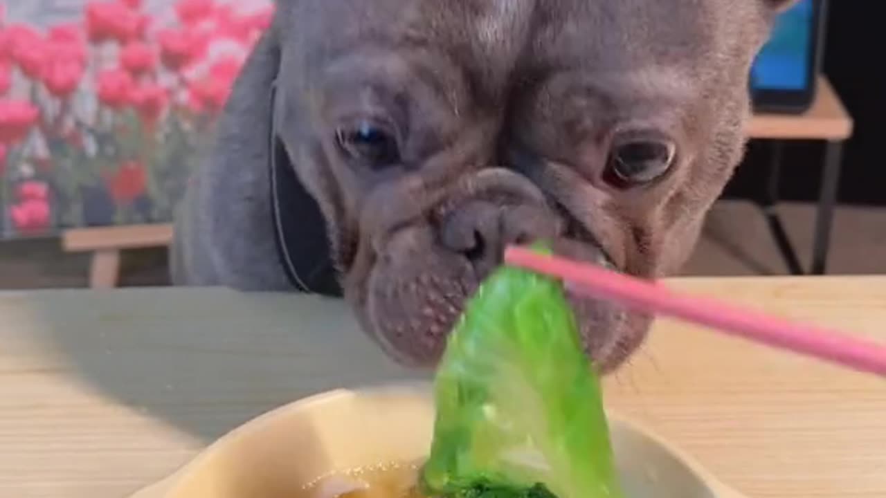 Dog eat