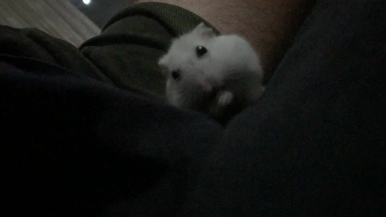 Cute little Winter white dwarf hamster eating