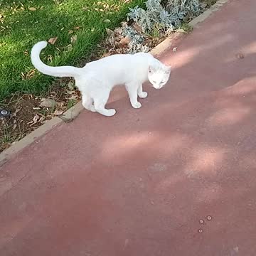 قط ابيض جميل في حديقة الردف