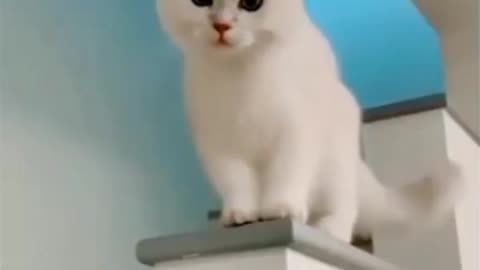 Cute Cat.