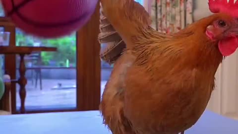 Cock and cat Play with ball.