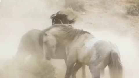 Wild Horse Fight like Unicorn Horse