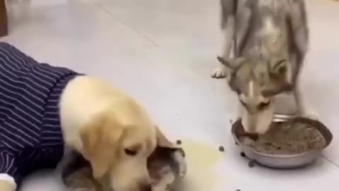 Funny animal video