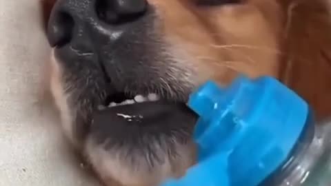 Cats and dogs funny video