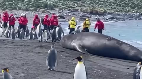 Biggest seal
