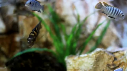 beautiful fish
