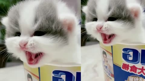 Kitten needs help