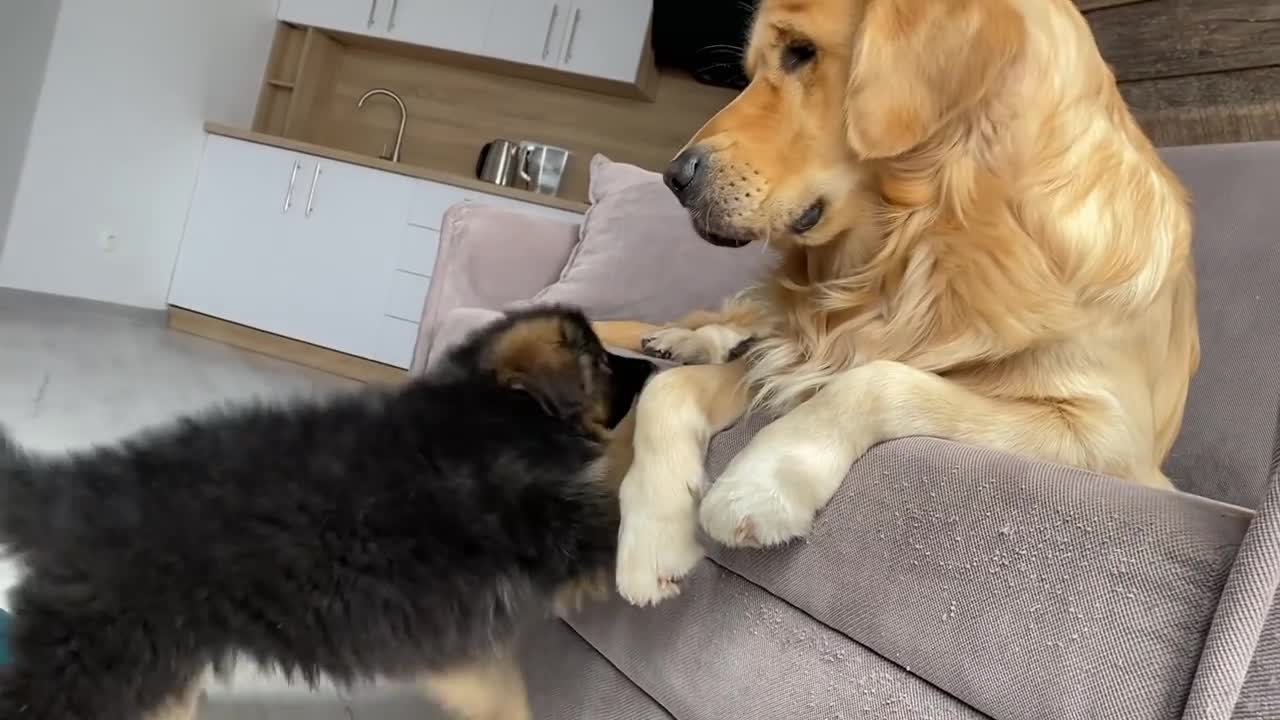 My German Shepherd Puppy Has an Argument with My Dog