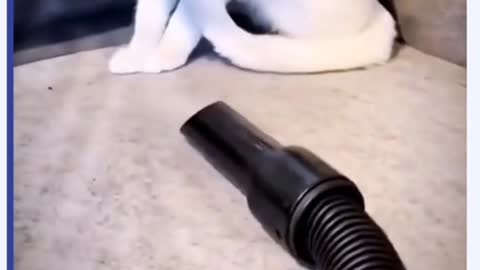 Curiosity killed the cat