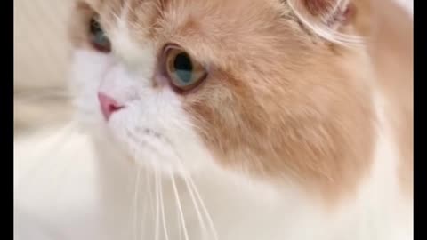 Lovely Cat 🐈 😻 🐈‍⬛️ ❤️
