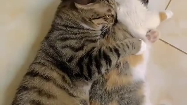 Cute cats in love