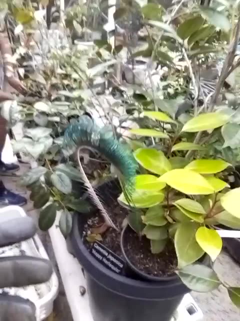 Thursday, June 1, 4:00pm finish, 2023. COCOA UP = JESUS = MESSIAH!