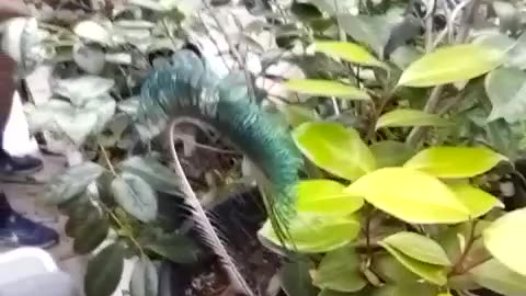 Thursday, June 1, 4:00pm finish, 2023. COCOA UP = JESUS = MESSIAH!