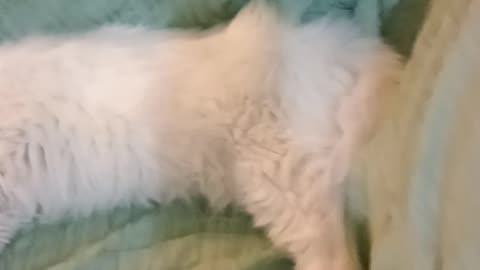 Sleeping beauty