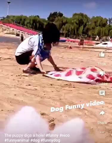 The puppy digs a hole! #funny #nico #funnyanimal #dog #funnydog