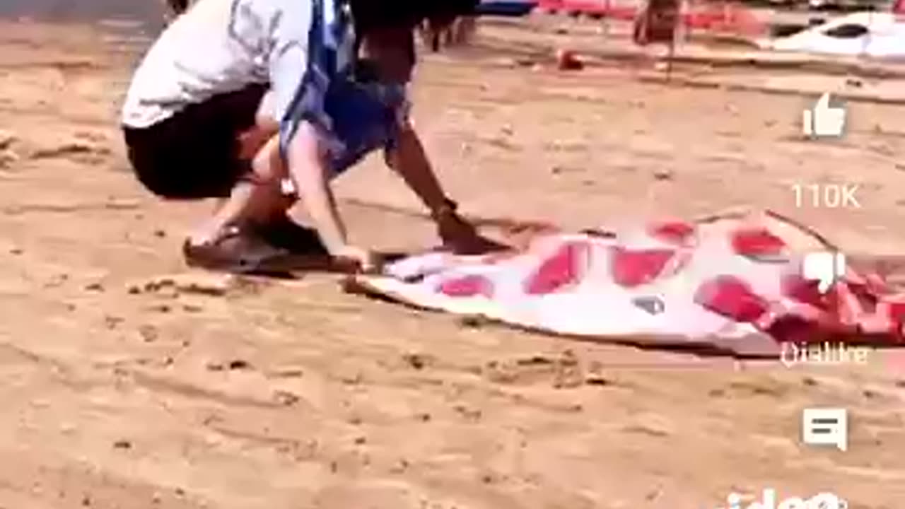 The puppy digs a hole! #funny #nico #funnyanimal #dog #funnydog