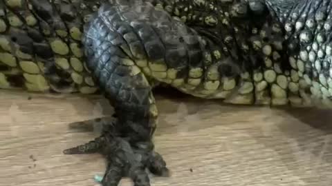 Крокодил чуть