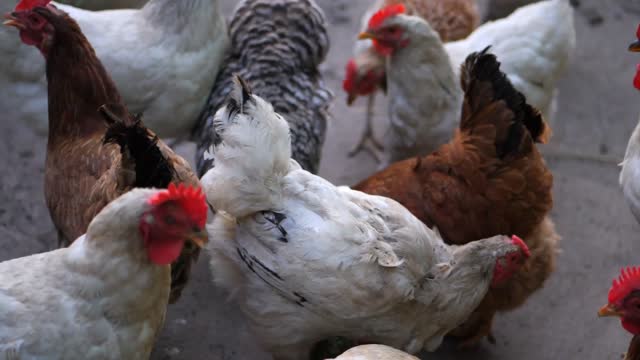 close up of domestic chicken at a farm industrial chicken