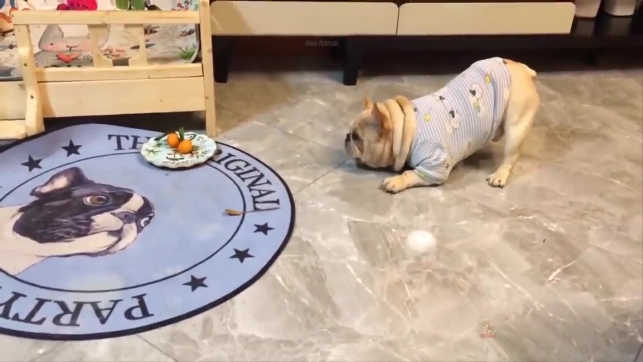 Funny Cat and Dog Videos That Will Make Your Day