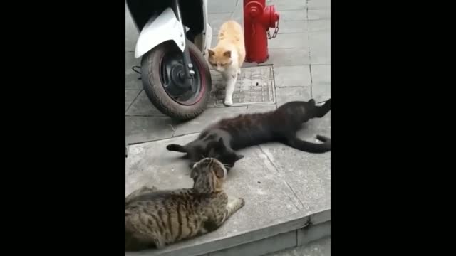 FUNNIEST CAT VIDEOS 2022