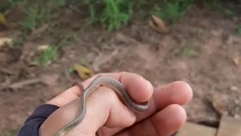 Babi snake