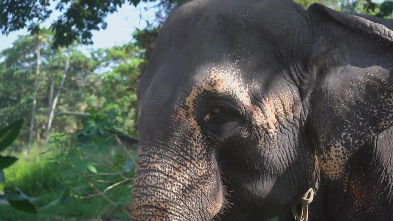 Elephants Animals Collection in 8K TV HDR