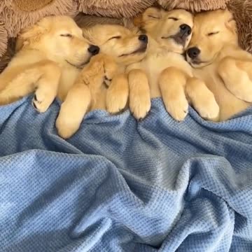Sleeping Golden Retriever Puppies Love to Cuddle