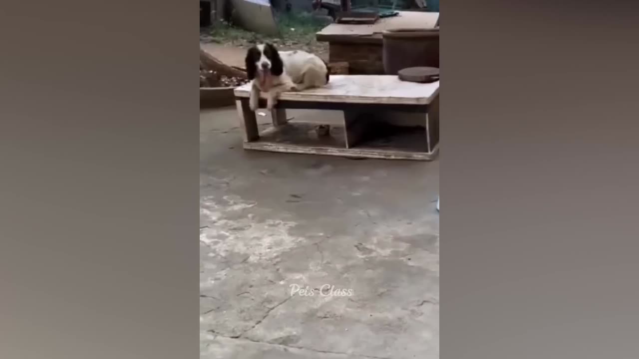Funniest Animals 2023 π Funny Dogs and Cats Videos πΊπΆ Part 1