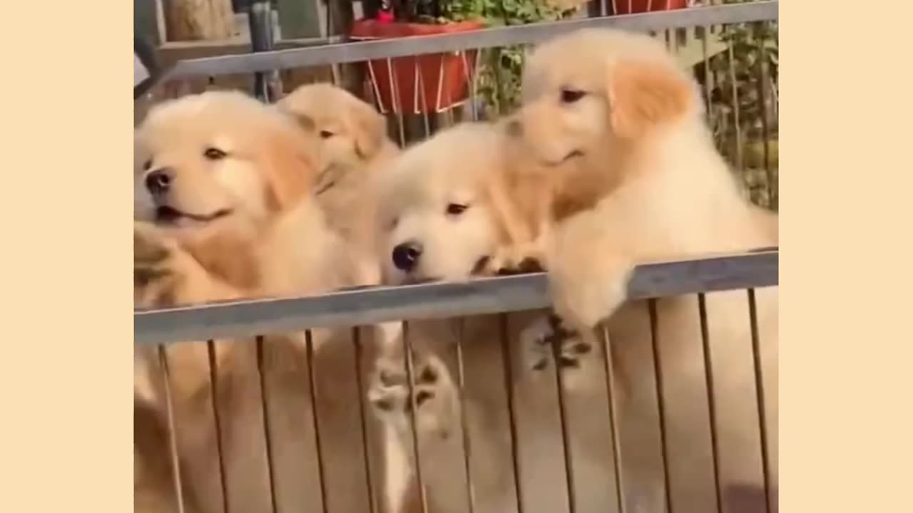 Funny dog video