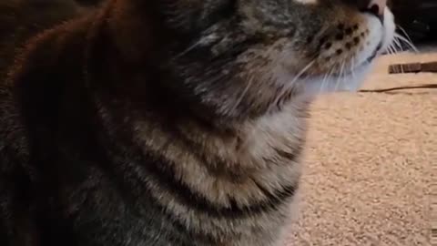 BEst funny videos