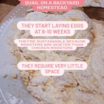 Quail on a BACKYARD homestead??? #shorts