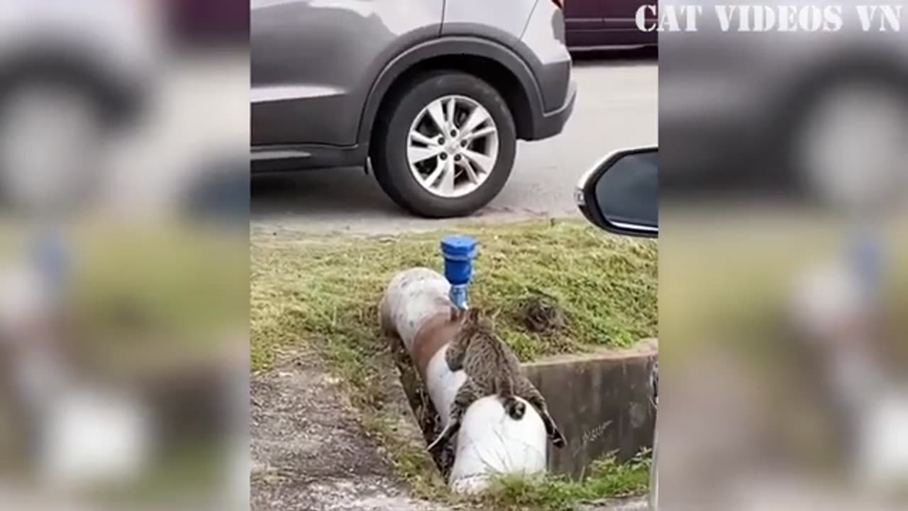 funny animal videos