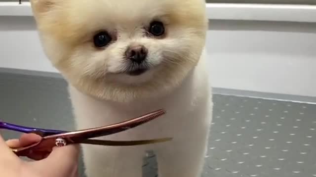 #funny #funnyvideos #foryou #fyp #foryoupage #funnyanimals #dog