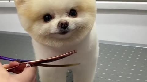 #funny #funnyvideos #foryou #fyp #foryoupage #funnyanimals #dog