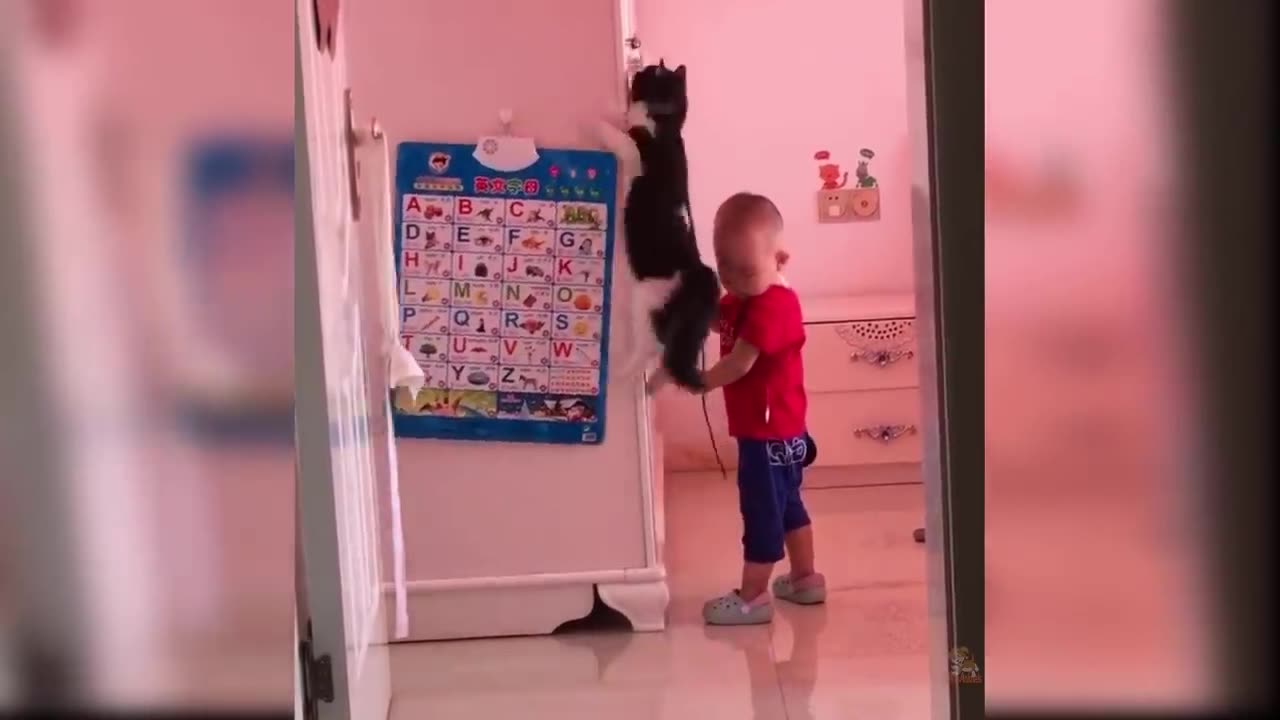 Cute and funny baby cats