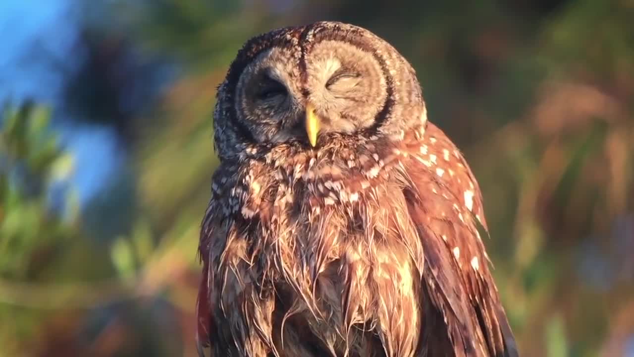 Owl taking a well deserved nap
