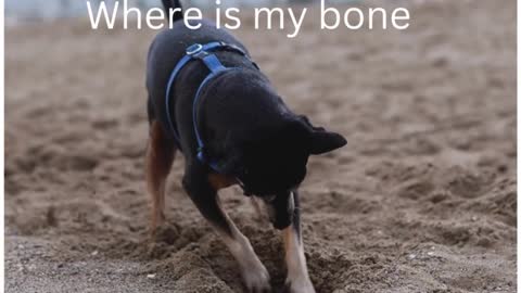 Dog digging for bones