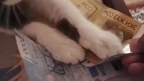 Cat the money lover